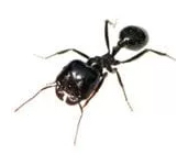 ants Wollongong