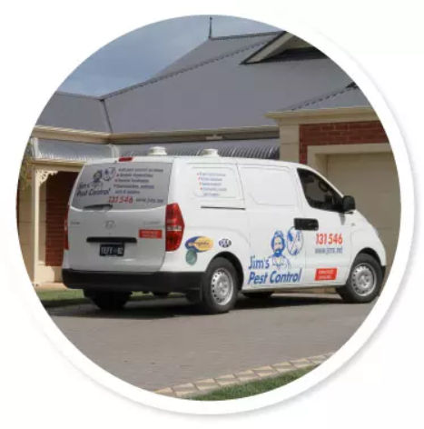 Ant pest control Wollongong